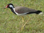 Red-wattled-Lapwing.JPG (203 KB)